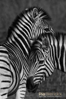 Steppenzebra,Plains Ebra,Equus Quagga
