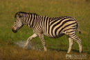 Steppenzebra,Plains Ebra,Equus Quagga