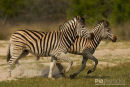 Steppenzebra,Plains Ebra,Equus Quagga