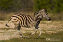 Steppenzebra,Plains Ebra,Equus Quagga