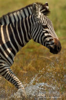 Steppenzebra,Plains Ebra,Equus Quagga
