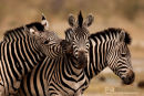 Steppenzebra,Plains Zebra,Equus Quagga