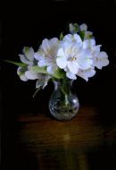 Alstroemeria 'Alba' - Lily of the Incas