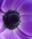 Purple passion