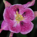 Columbine