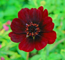 Cosmos-atrosanguineus-(Chocolate Cosmos)
