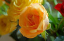 Yellow Rose