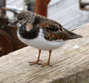 Turnstone