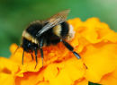 Buff Tailed Bee