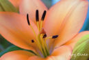 Lily