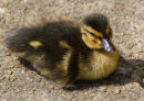 Mallard duckling