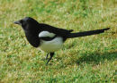 Black & White in colour