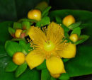 Hypericum Flower & buds