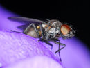 Fly