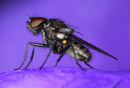 Fly