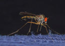 Mosquito