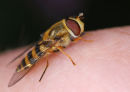 A tame hoverfly