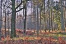 Cumbrian Forest