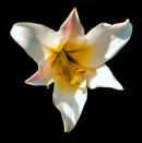 Lilium Auratum Virginale