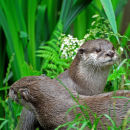 Otters at rest