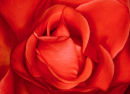 Red Rose