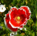 Shirley Poppy