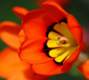 Sparaxis Tricolour 2