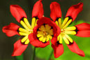 Sparaxis Tricolour 1