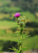 Lone Thistle