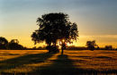 The Long Shadow