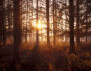 Musto Landscape