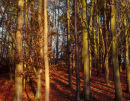 Musto Landscape