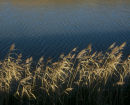 Musto Seascape