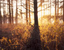 Musto Landscape