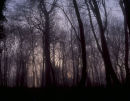 Musto Landscape