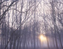 Musto Landscape
