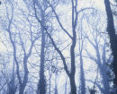 Musto Landscape
