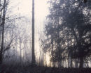 Musto Landscape