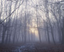 Musto Landscape
