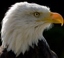 Bald eagle (Haliaeetus leucocephalus)