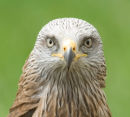 Black Kite