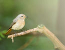 Female Redstart 