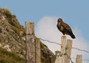 Common buzzard, (Buteo buteo)