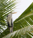 Thudufushi sentinal