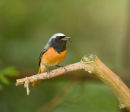 Male Redstart