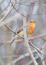 The robin's song