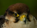 Hobby (Falco subbuteo)