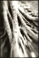 Roots