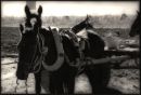 Farm Working