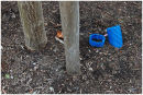 Blue-Tree-Stake
